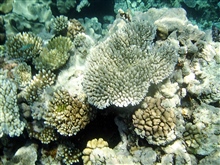Great Barrier Reef